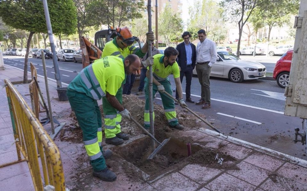 El Ayuntamiento concluye los trabajos de reposición de más de 600 árboles y la eliminación de 300 alcorques sin uso